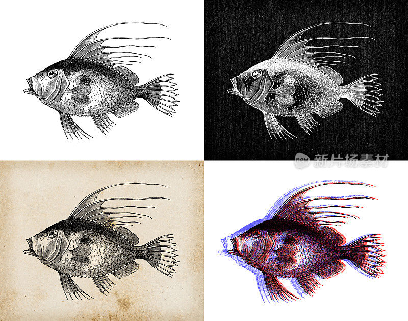 古董动物插图:John Dory (Zeus faber)